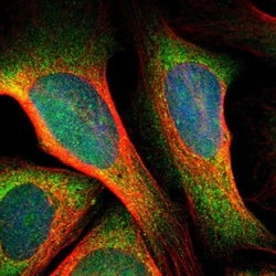SRPK2 Antibody, Novus Biologicals 0.1mL; Unlabeled:Antibodies, Polyclonal